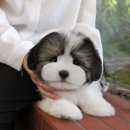 울산 강아지분양 미유펫 이미지