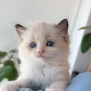 창원고양이분양 퍼스트캣 창원점 이미지