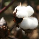 목화(아) 이미지