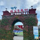 코스모스축제장 제방 | 평창 백일홍 축제 기본정보 및 포토존 9월 강원도 가볼만한곳 강아지 동반 가능