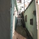 초록머리방