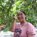 연화농원 이미지