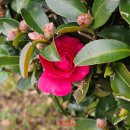 르노삼성자동차조립식당(동백) | 2026년 3월 23일 지난 일상-먹부림 제외