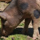 송학축산 이미지
