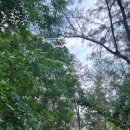 초록숲약국 | 후아힌 근교 힐링 명소! 프란부리 맹그로브 숲 후기 (벌 조심 하세요)