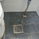 금빛크린 이미지