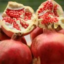 고흥 농장 이미지