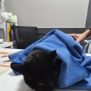 중문동물병원 이미지