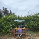 소롱코지 | *제주도-❷일차* 현지추천치킨 중앙닭집,소롱코지,아침해변펜션MOBY,오는정김밥,창고96카페, 제주도...