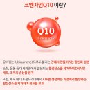 [내돈내산] 산부인과 추천으로 시작한 코큐텐 후기, 뉴트리코어 코큐텐