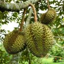 두리안 이미지