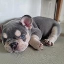 J&L 희귀모색 프렌치불독 이미지