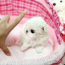 정퍼피클럽 이미지