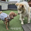 멍멍스쿨 이미지