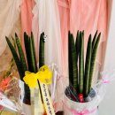 사파동159 이미지