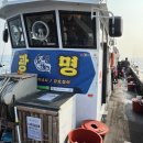 갑오징어짱 | 제주도 서귀포 배낚시 체험배낚시 광명호 갑오징어 낚시 자세한 후기
