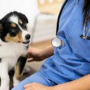 충북동물병원 이미지