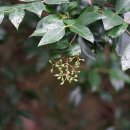 광나무 Ligustrum japonicum Thunb. 이미지