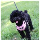 쁘띠 애견 이미지