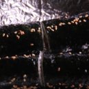 대박꼬마김밥 이미지