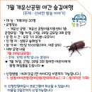 7.28(금)개운산 야간숲길여행(반짝 반짝 빛나는 풍뎅이)_저녁7시30분_가족대상 이미지