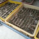 밀양시농업기술센터 이미지