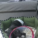 나인동물의료센터 이미지