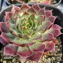 동중농장 이미지