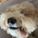 댕겨올개 이미지