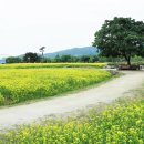 구리목1 Daum카페