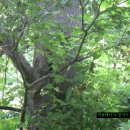 공주-74 이미지