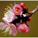 살구꽃 피는마을/허정자. 이미지