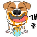 표나개 반려애견 미용실 이미지