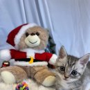 프리펫 강아지분양 고양이분양 천안본점 이미지