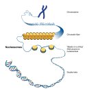 히스톤(HisTone) 이미지