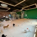 멍멍아학교가자 (대곡점) 이미지