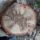 죽엽산농장 이미지