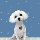 하얀이언니네 이미지