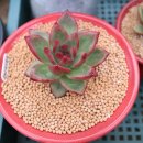 솔레미오 이미지