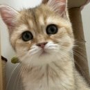 에브리캣 이미지