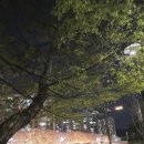 경기도 안성시 안성3동주민센터 | 밤꽃이 핀 안성금석천벚꽃길🌸