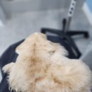 루피펫살롱 이미지