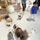 폴인캣츠 이미지