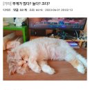 무게가 많다? 높다? 크다?. 이미지