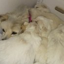 삼순이비어 이미지