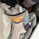 강남동물병원 | 강아지치과 방문 후기 | 강남예치과동물병원 동물치과전문 진료로 강아지 발치까지