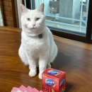 주식회사 대웅환경개발 | 대웅펫 [임팩타민펫 고양이] 고양이 면역력 영양제 후기