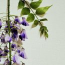 藤の花 (등나무의 꽃)와 칠엽수 이미지