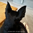 치인대형 화장실 | 경기도 근교 드라이브 가기 좋은 카페 ㅣ 안양유원지 '힌터하우스' ㅣ 애견동반 가능 카페 내돈내산 후기