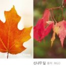 단풍이야기 이미지